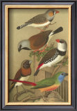 Buy Petite Songbirds I at AllPosters.com