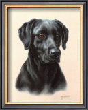 Buy Labrador at AllPosters.com