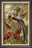Weaver Birds