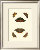 Buy Cramer Butterfly Study III at AllPosters.com