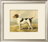 Buy Fox Hound at AllPosters.com