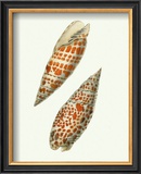 Buy Volute Shells at AllPosters.com