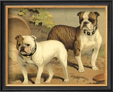 Buy Bull Dogs at AllPosters.com