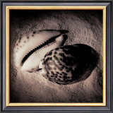 Buy Cowrie at AllPosters.com