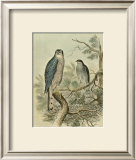 Sparrow Hawk