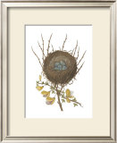 Antique Bird's Nest II