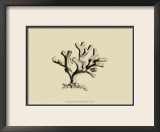 Buy Coral on Khaki IV at AllPosters.com