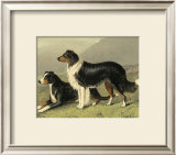 Sheep Dogs