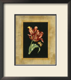Tulip in Frame IV