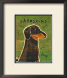 Dachshund