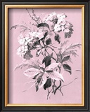 Dussurgey Hydrangea on Pink