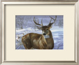 Through My Window: Whitetail Deer