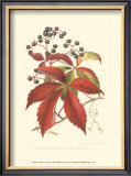 Buy Virginian Creeper at AllPosters.com