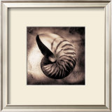 Buy Nautilus at AllPosters.com