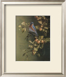 Buy Merle, Bleu at AllPosters.com