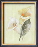 Buy Calla Lily IV at AllPosters.com