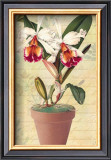 Potted Cattleya
