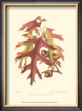 Buy Scarlet Oak at AllPosters.com
