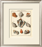 Conchylien Cabinet I