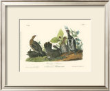 Canada Grouse