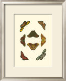 Buy Cramer Butterfly Study IV at AllPosters.com