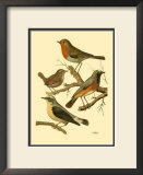 Buy Domestic Bird Family III at AllPosters.com