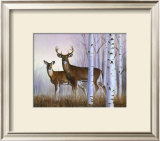 Deer in Birch Woods