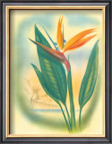 Buy Hawaiian Bird of Paradise at AllPosters.com