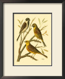 Buy Domestic Bird Family I at AllPosters.com