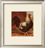 Buy Rose-Combed Dorking Cock at AllPosters.com
