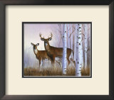 Deer in Birch Woods