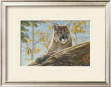 Front Range Cougar