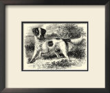 English Setter