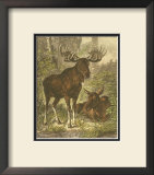 Buy Small Moose at AllPosters.com