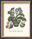 Buy Gloxinia at AllPosters.com