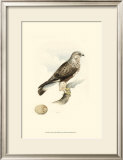 Meyer's Hawk II