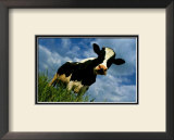Buy The Cow at AllPosters.com