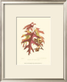 Buy Scarlet Oak at AllPosters.com