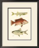 Buy Antique Fish II at AllPosters.com