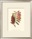 Buy Smooth Sumac at AllPosters.com