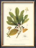 Buy Sassafras at AllPosters.com