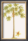 Buy Papaya Tree at AllPosters.com