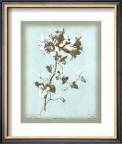Buy Dussurgey Amaryllis on Blue at AllPosters.com