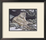 Awake Snow Leopard