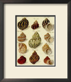Conchylien Cabinet IV
