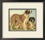Buy St. Bernard at AllPosters.com