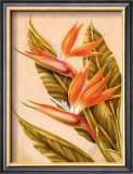Buy Bird of Paradise at AllPosters.com