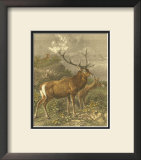 Buy Small Red Deer at AllPosters.com