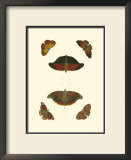 Buy Cramer Butterfly Study III at AllPosters.com