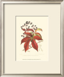 Buy Virginian Creeper at AllPosters.com